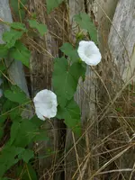 P1500516.webp
