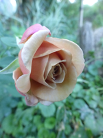 P1500618.webp
