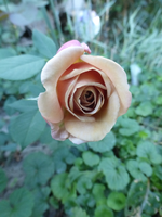 P1500619.webp