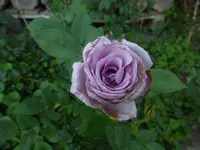 P1500603.webp