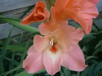P8210121.webp