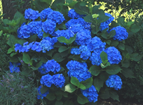 Ballhortensie_knallblau_Rhodibeet unten rechts_800.webp
