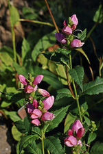 Schlangenkopf_pink_grün_700.webp