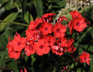 Phlox knallrot_800.webp