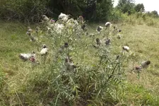 DSCF2910.webp
