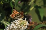 Schmetterling_butterfly_Kleiner Perlmuttfalter_3_800.JPG