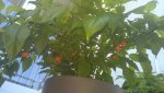 WP_20150822_001.jpg