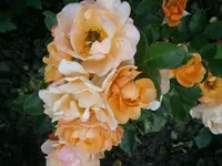 P8220130.webp