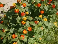 P8220135.webp