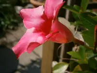 P8220137.webp