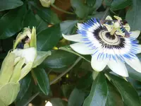 P8220138.webp