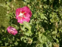 P8220141.webp