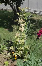 kranke_gurke_2.webp