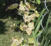 kranke_gurke_2_blatt.jpg
