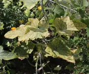 kranke_gurke_blatt.webp