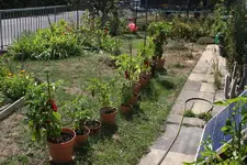 paprika.webp