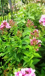 DSCN9529.webp