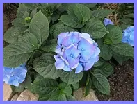 080.webp