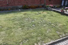 Rasen 21.8 (3).webp
