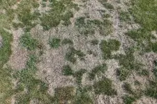 Rasen 21.8 (5).webp