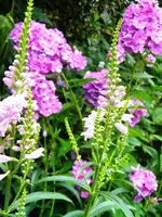 DSCN9530.webp