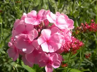 DSCN9643.webp