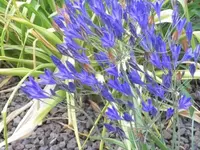 Bilda135.webp