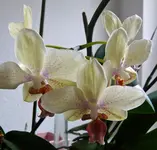 P1040318 ob.webp