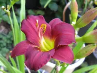 rote anja2_1280x960.webp