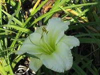 welfo white diamont5_1280x960.webp