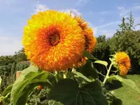 Bilda004.webp