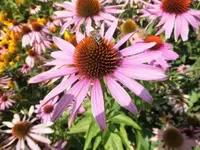 Bilda036.webp