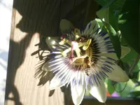 P8220142.webp