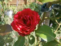 P8230150.webp