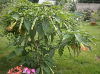 P8230154.webp