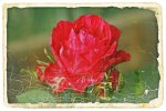 Red Intuition Delbard 2008.jpg