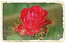 Red Intuition Delbard 2008.webp
