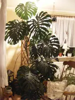 Monstera.webp