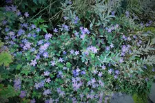 DSCF2971 (2).webp