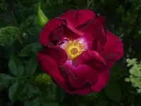 P1500643.webp