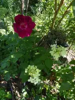 P1500715.webp