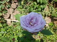 P1500691.webp