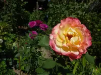 P1500761.webp