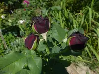 P1500740.webp