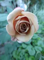 P1500620.webp