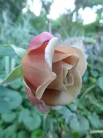 P1500621.webp