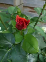 P1490480.webp