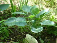 P1390737.webp
