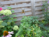 P1490517.webp