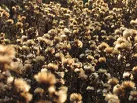 sea_of_seeds.webp